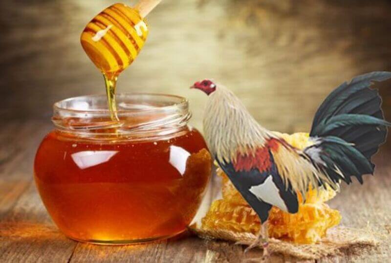 Lựa chọn thời điểm cho gà uống mật ong thích hợp