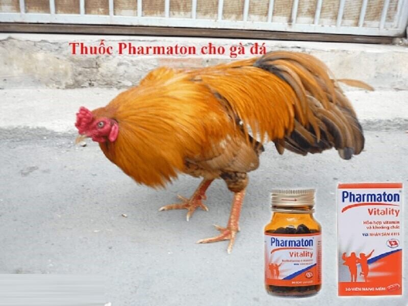 Cho gà uống Pharmaton trước khi đá - Nên hay không nên?