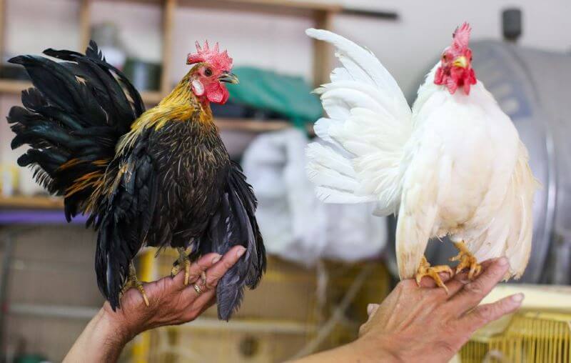 Gà serama – Tất tần tật những điều bạn nên biết khi nuôi gà